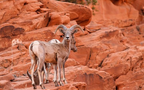 Desert-Big-Horn-Sheep-Valley-Of-Fire-State