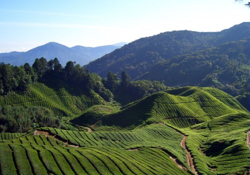 Fields-and-fields-of-Tea