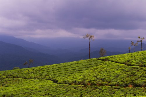Scenic-View-of-Valparai