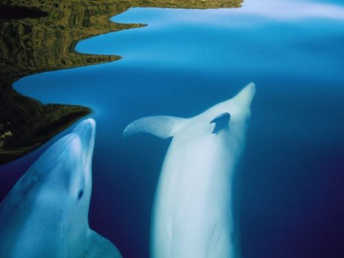 doubtful-sound-dolphins_9105_600x450