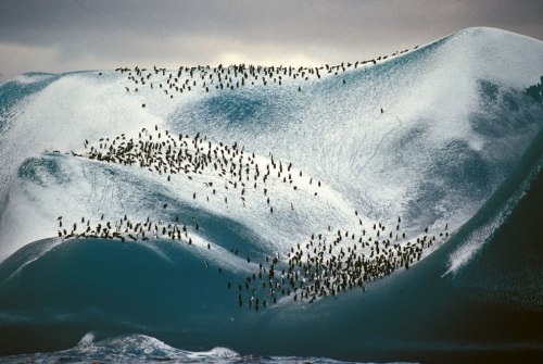 Adelie-penguins-on-iceberg
