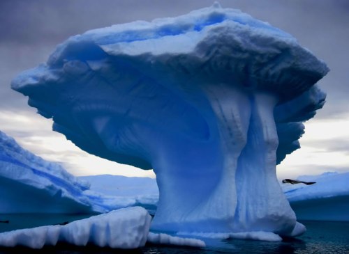 What-do-you-see-in-this-massive-iceberg-a-tree-or-mushroom