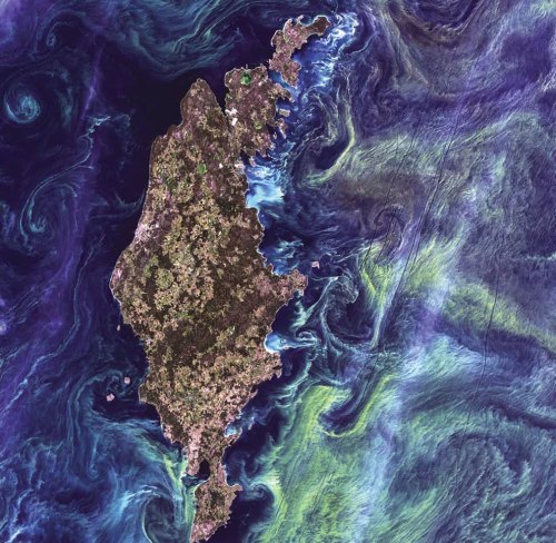 Phytoplankton-Bloom-massive-congregations-of-greenish-phytoplankton-swirl-in-the-dark-water-around-Gotland-a-Swedish-island-in-the-Baltic-Sea