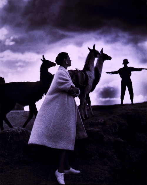 Toni_Frissell,_Llamas,_Cusco,_Peru,_1952