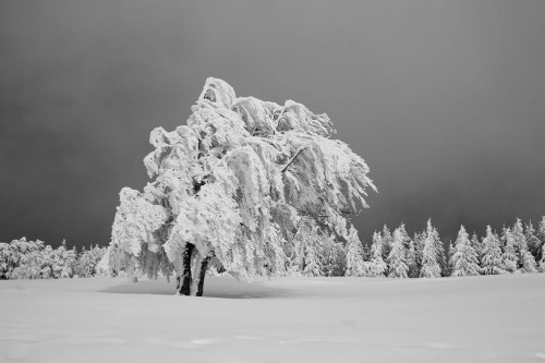 cold-as-ice-Black-Forest