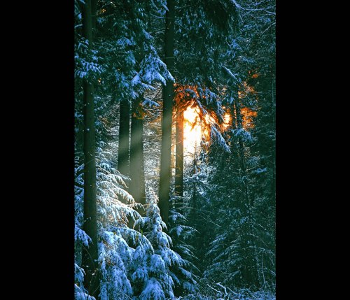 Sonian-Forest-close-to-Brussels-Comfortably-nestled-in-the-Forest-Snow