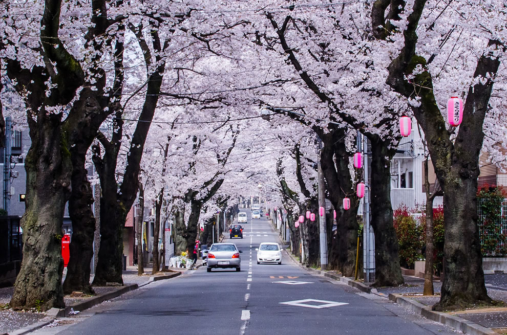 Cherry-Blossoms-lining-the-street-in-Chiba-Prefecture-Japan