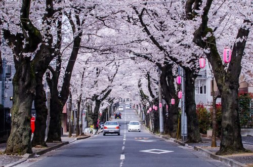Cherry-Blossoms-lining-the-street-in-Chiba-Prefecture-Japan