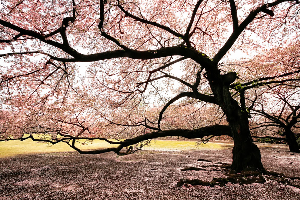 Massive-blooming-Sakura-tree
