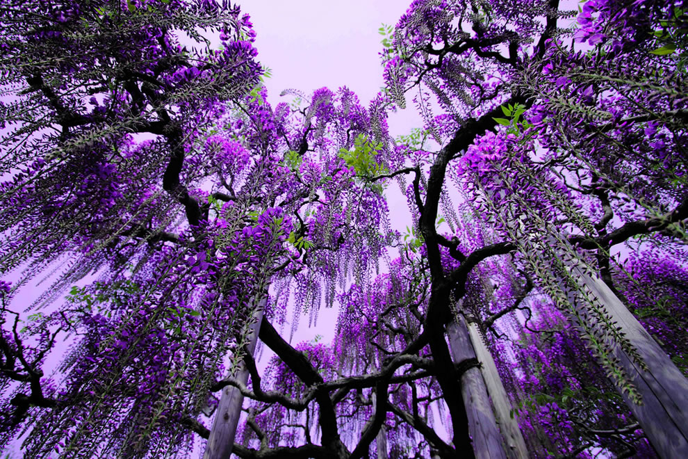 Purple-wiseria-at-Ashikaga-Flower-Park