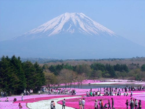 Spring-in-Japan-flowers-and-Mount-Fugi