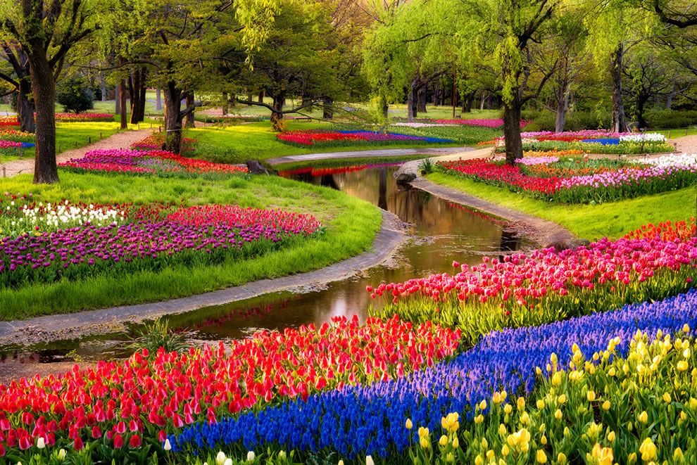 Tulips-at-Serpent-Garden-in-Japan-