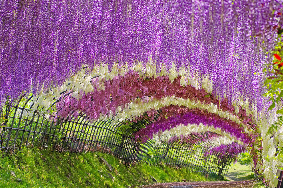 Wisteria-tunnel-in-Japan