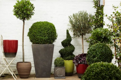 Outdoor_plants_and_pots
