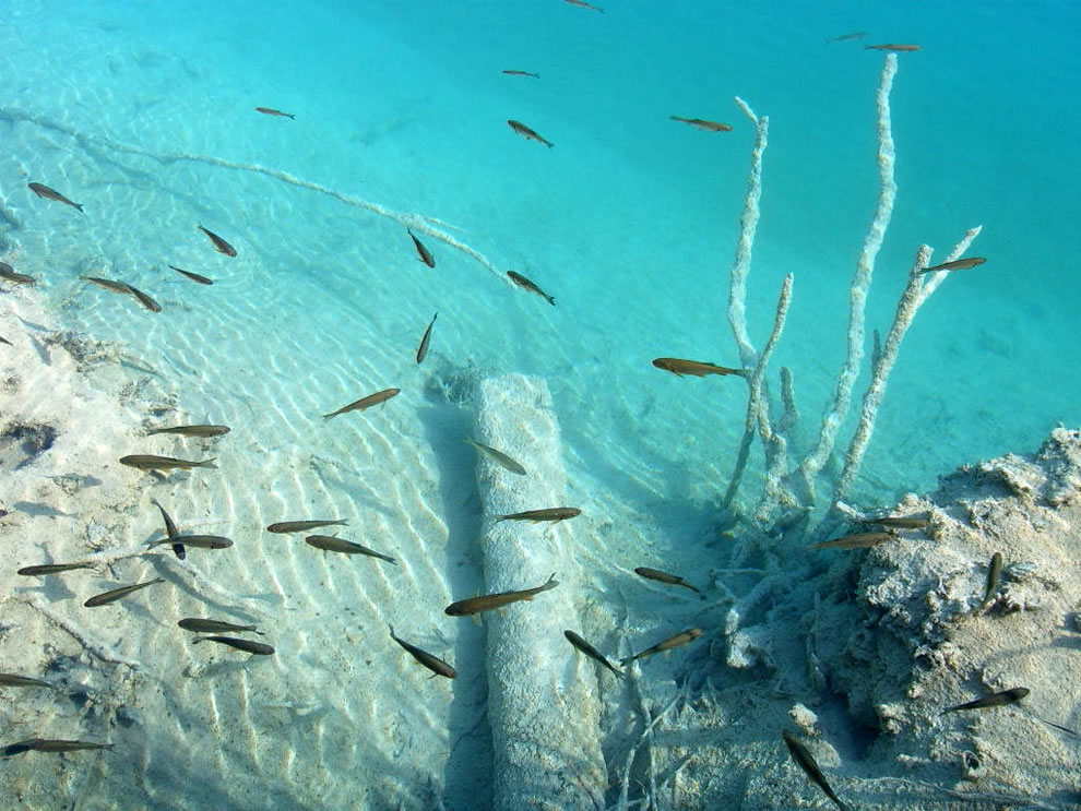Fish-in-clear-underwater-world-of-the-Plitvice-Lakes-National-Park-Croatia