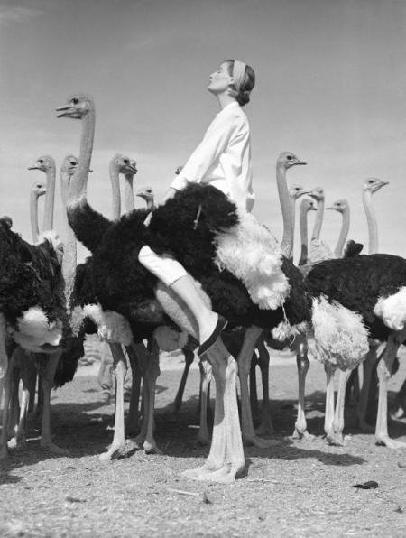 WENDA-AND-OSTRICHES-SOUTH-AFRICA-1951-by-NORMAN-PARKINSON-1913-1990-C29337B