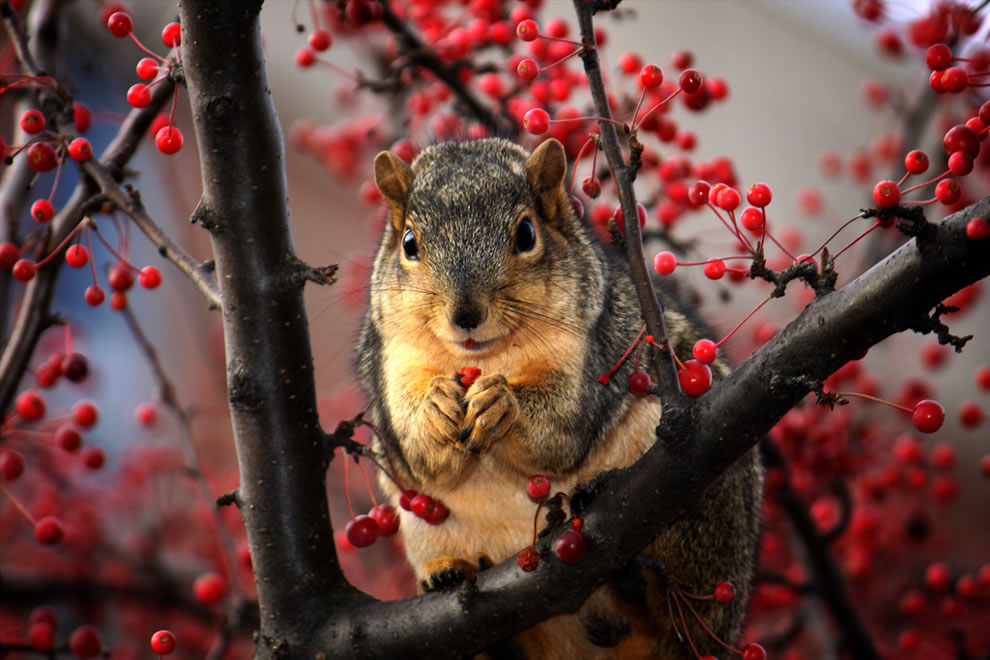 squirrel-feasting-on-red-berries