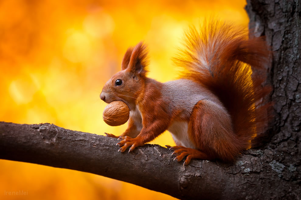 squirrel-with-a-walnut-trophy-in-kharkiv-ukraine