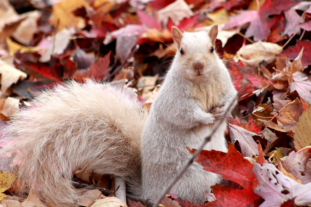 white-squirrel-sitting-in-the-fallen-autumn-leaves