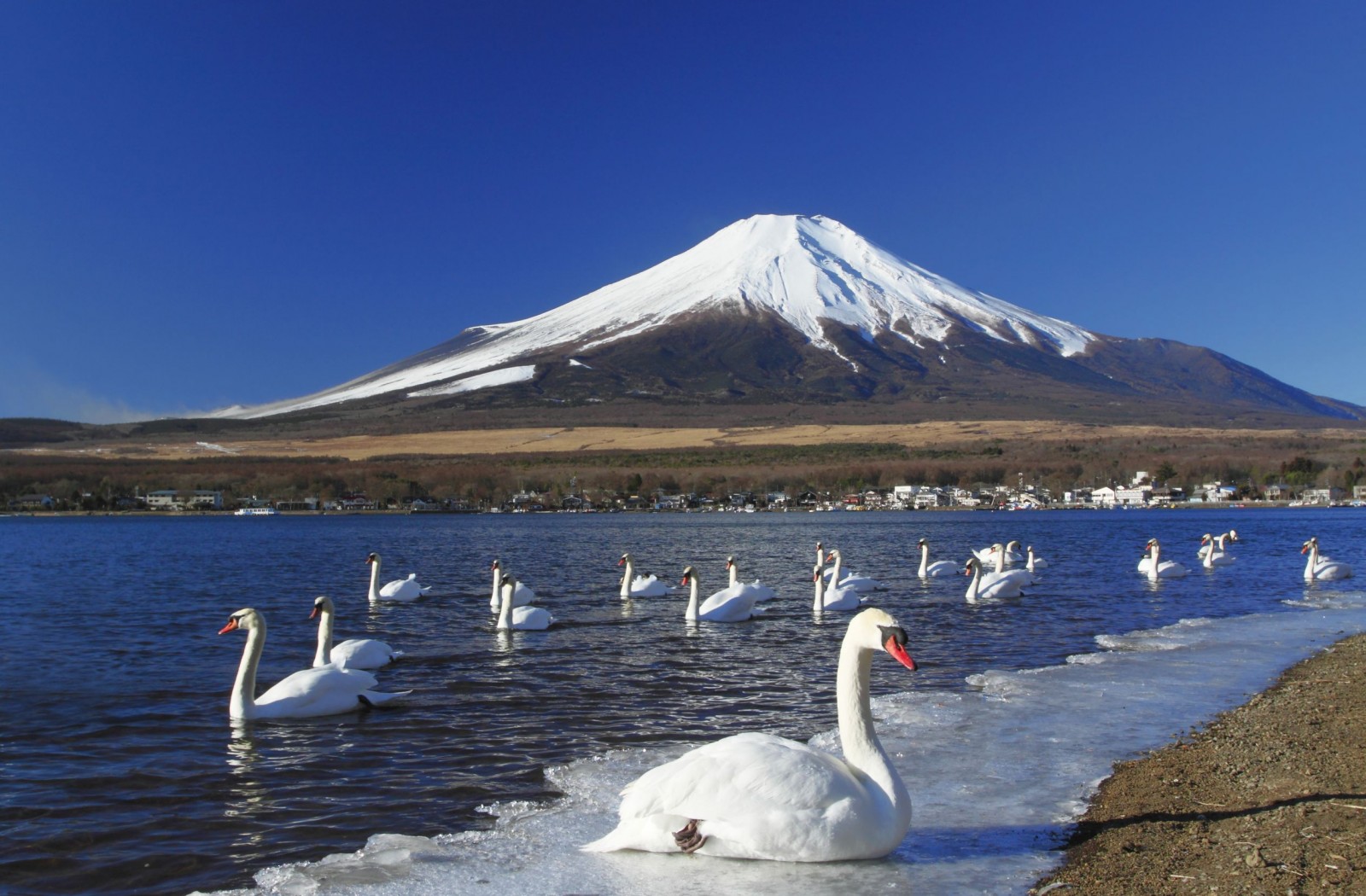 mount-fuji-and-the-swan-at-lake-kawaguchi-japan-1600x1050