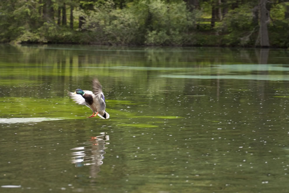 Wildlife-at-Green-Lake