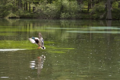 Wildlife-at-Green-Lake